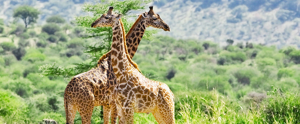 Bush, Culture & Beach in Tanzania - The unbeatable African adventure in three hotels across Tanzania & Zanzibar. - Tanzania & Zanzibar