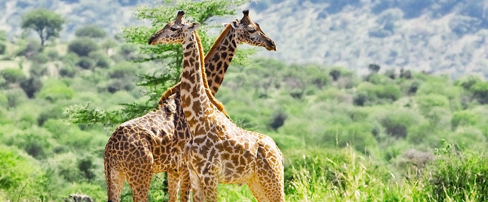 Savane, culture et plage en Tanzanie - Savane, culture et plage pour découvrir l’Afrique sous son plus beau jour, en 3 hôtels avec 3 nuits en Tanzanie et 5 nuits à Zanzibar. - Tanzanie & Zanzibar