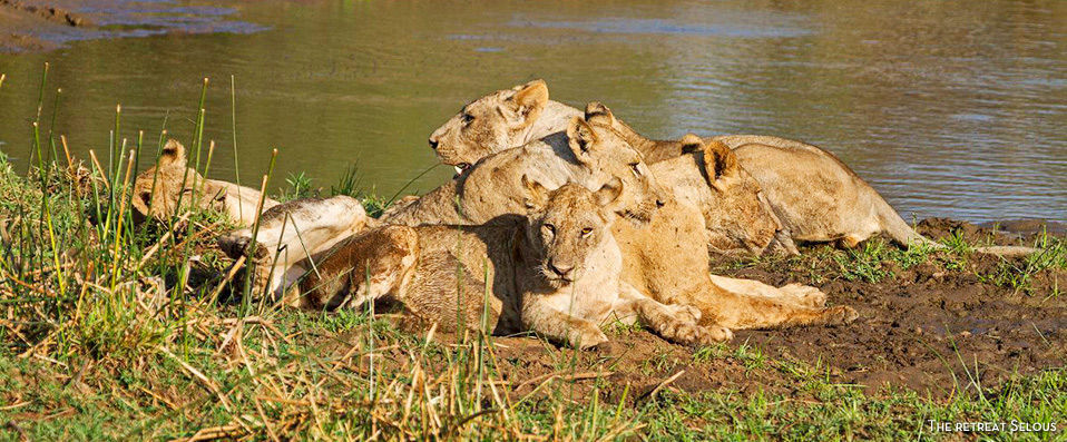 Savane, culture et plage en Tanzanie - Savane, culture et plage pour découvrir l’Afrique sous son plus beau jour, en 3 hôtels avec 3 nuits en Tanzanie et 5 nuits à Zanzibar. - Tanzanie & Zanzibar