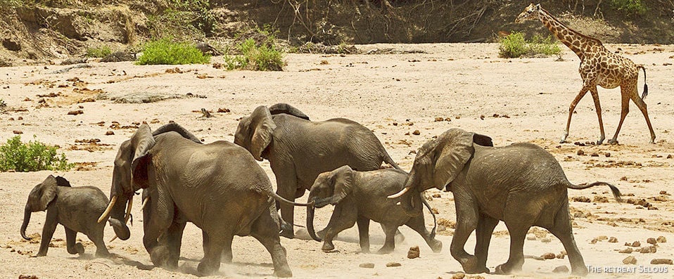 Savane, culture et plage en Tanzanie - Savane, culture et plage pour découvrir l’Afrique sous son plus beau jour, en 3 hôtels avec 3 nuits en Tanzanie et 5 nuits à Zanzibar. - Tanzanie & Zanzibar