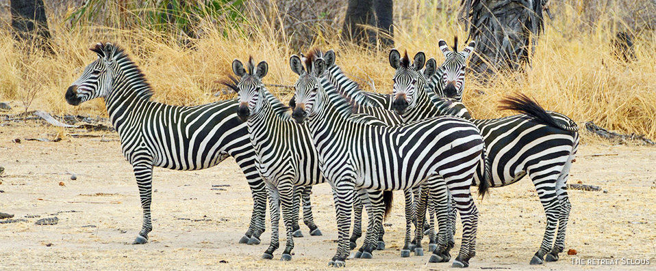 Savane, culture et plage en Tanzanie - Savane, culture et plage pour découvrir l’Afrique sous son plus beau jour, en 3 hôtels avec 3 nuits en Tanzanie et 5 nuits à Zanzibar. - Tanzanie & Zanzibar
