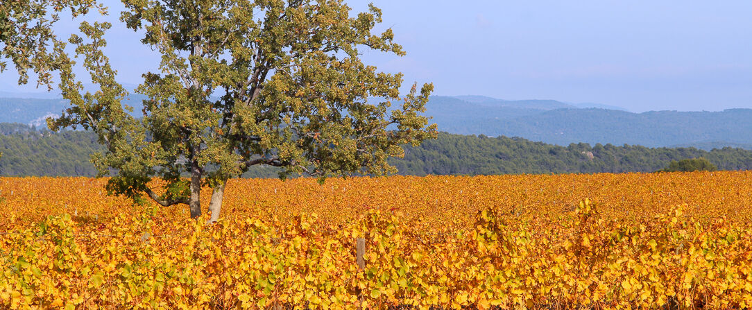 Château de Berne ★★★★★ - Escapade provençale : restaurant étoilé & dégustation de vins. - Var, France