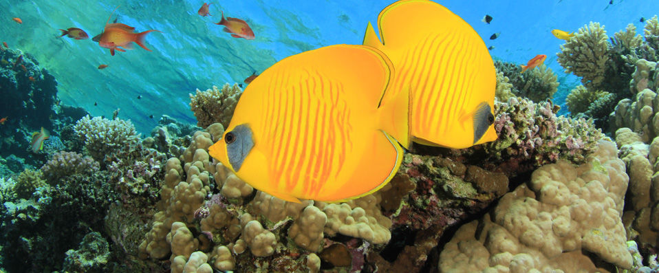 Adaaran Select Meedhupparu ★★★★ - Le paradis des Maldives en All Inclusive. - Maldives