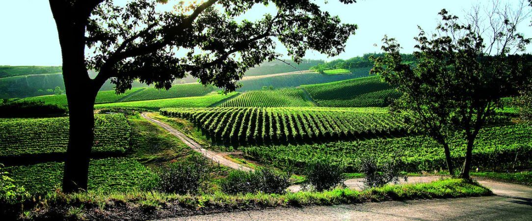 Borgo Condé Wine Resort ★★★★ - A village in its own vineyard in the lush Italian hills. - Emilia Romagna, Italy