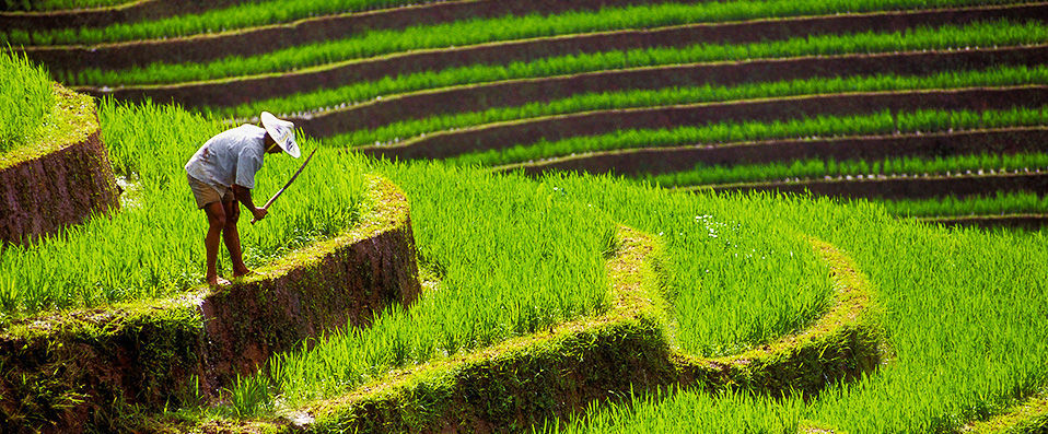 Ubud Raya Resort ★★★★ - Gorgeous villas in tropical Bali. - Bali, Indonesia