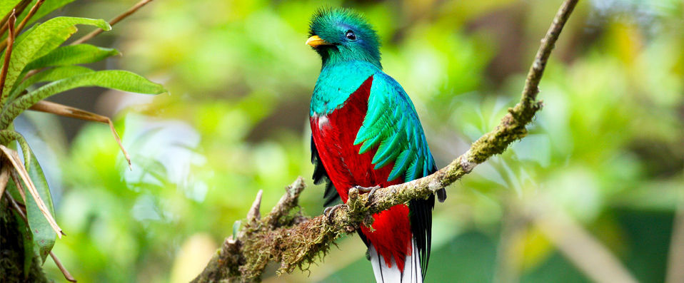 Circuit Nature de luxe au Costa Rica - Entre luxe et nature : à la découverte du Costa Rica avec guide francophone ou en autotour. - Costa Rica