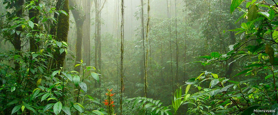 Circuit Nature de luxe au Costa Rica - Entre luxe et nature : à la découverte du Costa Rica avec guide francophone ou en autotour. - Costa Rica
