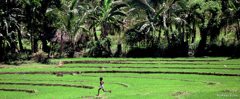 Circuit privatif Authentique Sri Lanka - Une incroyable aventure en terres sri lankaises. - Sri Lanka