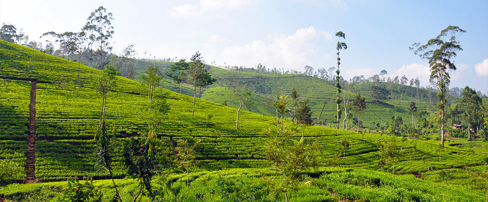 Sri Lanka Boutique Tour ★★★★★  - A bespoke journey through paradise, adventure and unadulterated luxury - Sri Lanka