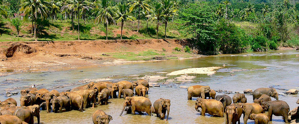 Sri Lanka Boutique Tour ★★★★★  - A bespoke journey through paradise, adventure and unadulterated luxury - Sri Lanka