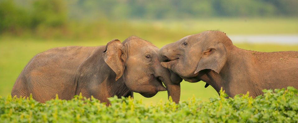 Sri Lanka Boutique Tour ★★★★★  - A bespoke journey through paradise, adventure and unadulterated luxury - Sri Lanka