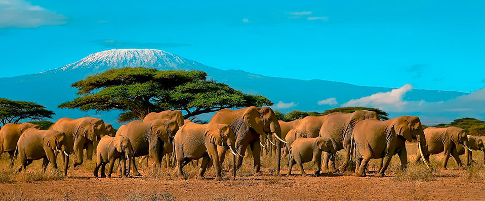 Hotel Jumbo Club Watamu Beach ★★★★ & Safari - African adventure meets blissful beauty in this stunning retreat. - Watamu, Kenya