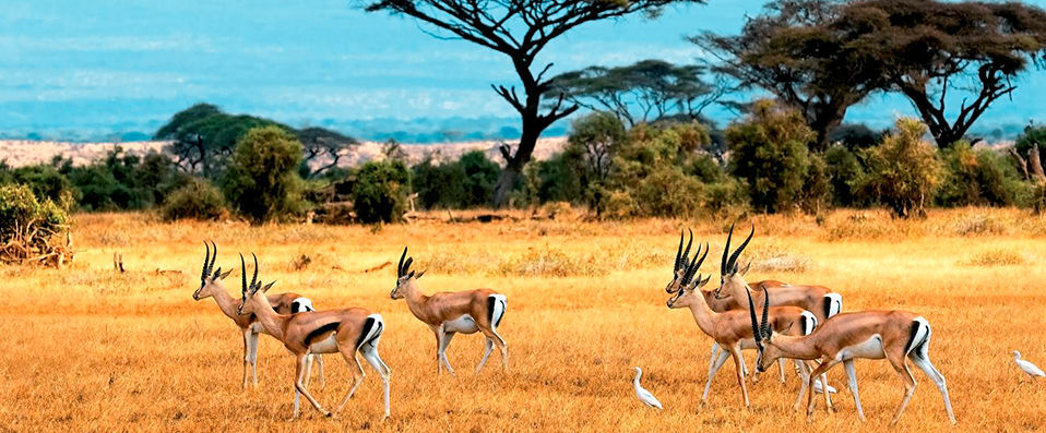 Hotel Jumbo Club Watamu Beach ★★★★ & Safari - African adventure meets blissful beauty in this stunning retreat. - Watamu, Kenya