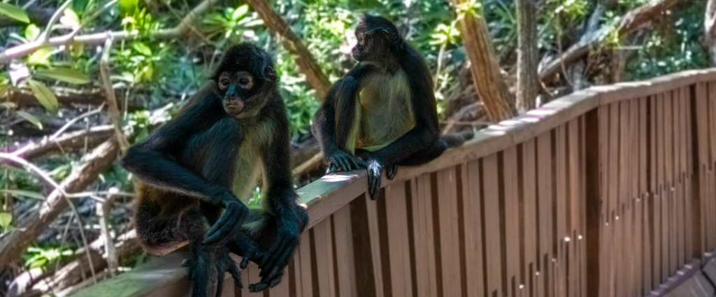 The Fives Beach Hotel & Residences ★★★★★ - All Inclusive takes luxurious new heights in this sizzling coastal resort. - Playa del Carmen, Mexico