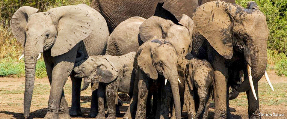 Leopard Beach Resort & Spa ★★★★ - Cadre luxueux & safari… Vivez pleinement l’Afrique ! Demi-pension incluse. - Kenya