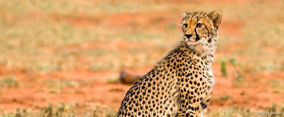 Leopard Beach Resort & Spa ★★★★ - Cadre luxueux & safari… Vivez pleinement l’Afrique ! Demi-pension incluse. - Kenya