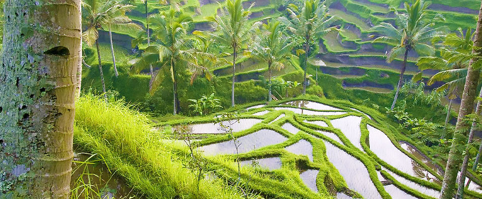 Visesa Ubud Resort ★★★★★ - An eco-friendly establishment at one with Bali’s natural beauty. - Bali, Indonesia