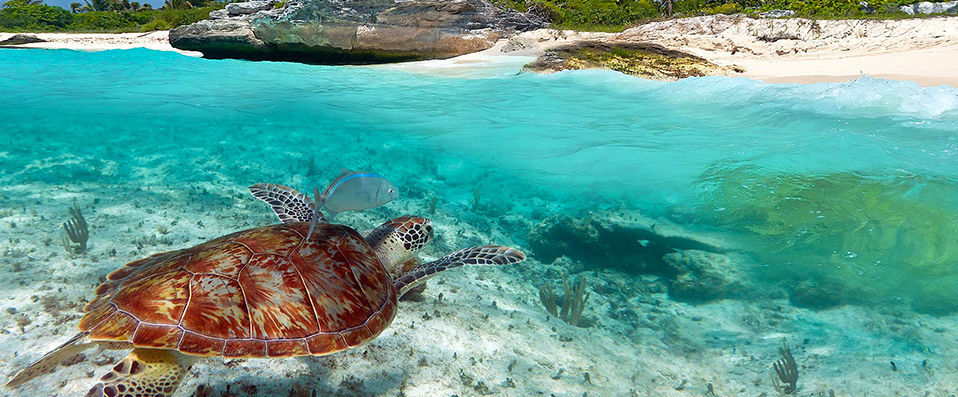 Royal Hideaway Playacar ★★★★★ - Adults Only -  - Playa del Carmen, Mexico