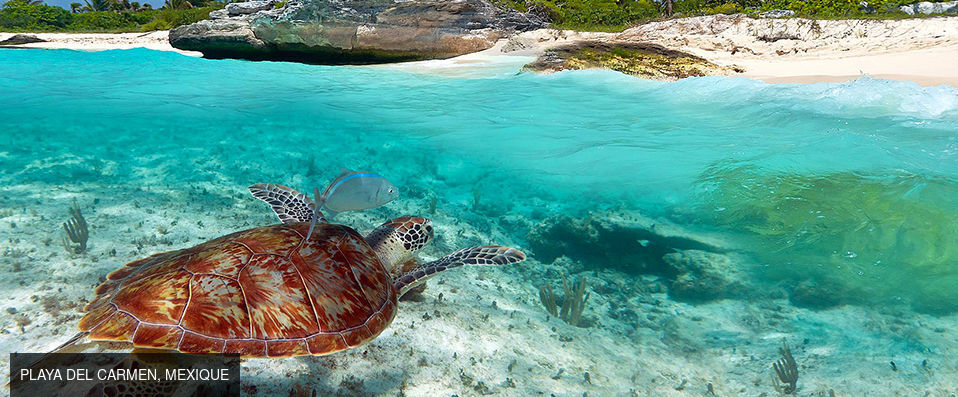 Royal Hideaway Playacar ★★★★★ - Adults Only - Séjour royal en All Inclusive sur la Riviera Maya. <b>All Inclusive !</b> - Playa del Carmen, Mexique