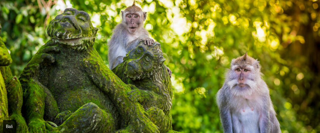 Dedary Resort & Spa Ubud ★★★★ - Une adresse vouée au repos au cœur des merveilles naturelles d’Ubud. - Bali, Indonesia
