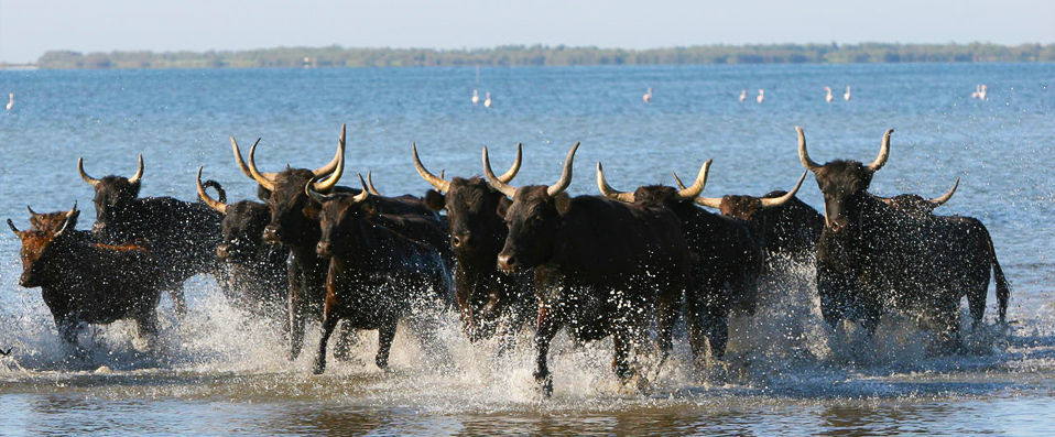 Les Arnelles ★★★★ - Last Minute - Beautiful boutique hotel surrounded by the wild beauty of the Camargue. - Camargue, France