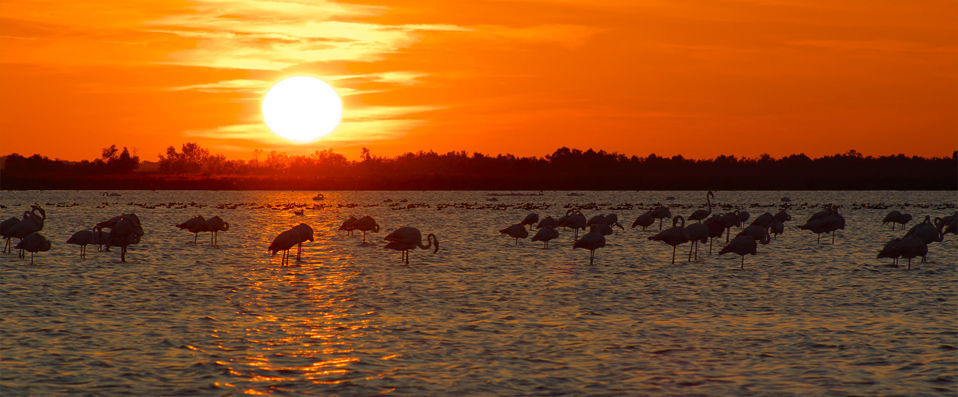 Les Arnelles ★★★★ - Dernière minute - L’authenticité de la Camargue résumée dans un lieu unique. - Camargue, France