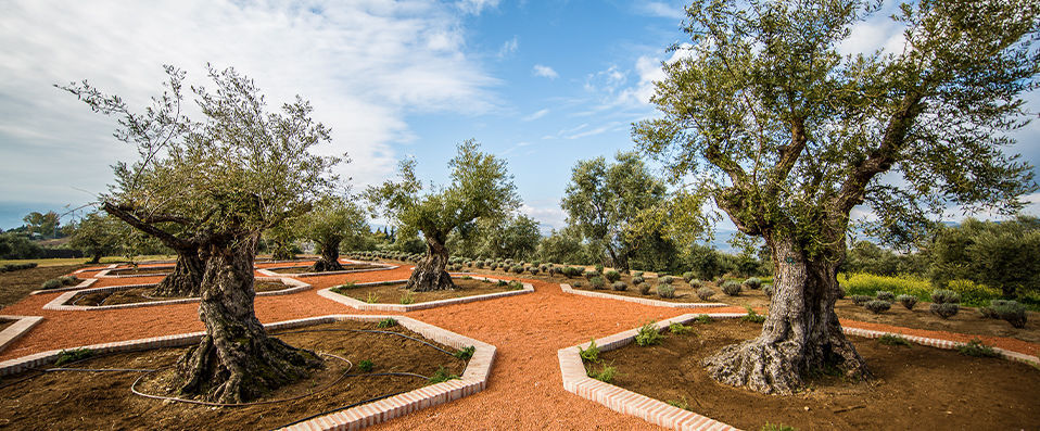 Cortijo LA Organic - The majestic olive - Andalusia, Spain