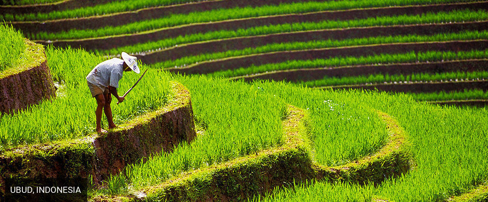 Alaya Resort Ubud ★★★★★ - Balinese culture, hospitality and luxury in the bustling Ubud. - Bali, Indonesia