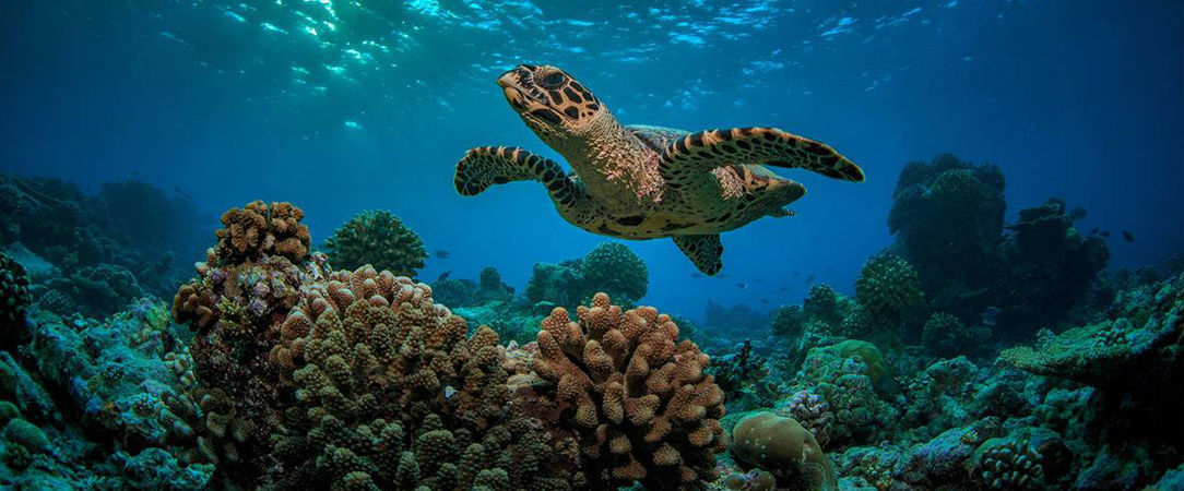 Cerf Island Resort ★★★★ - Escapades seychelloises dans un cadre naturel incroyable. - Seychelles