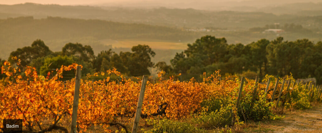 The Vinea Collection Hotel by Piamonte Hotels ★★★★★ - Un refuge contemporain au nord du Portugal, entre histoire viticole et montagnes. - Melgaço, Portugal