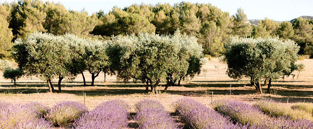 Le Mas de la Rose - Uncover the very best of Provence in this idyllic 17th century retreat. - Provence-Alpes-Côte d'Azur, France