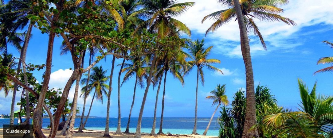 TropicAngel ECOLODGE de Charme - Lodge paradisiaque lové dans un écrin de nature luxuriante sur la Basse Terre de Guadeloupe. - Guadeloupe, France