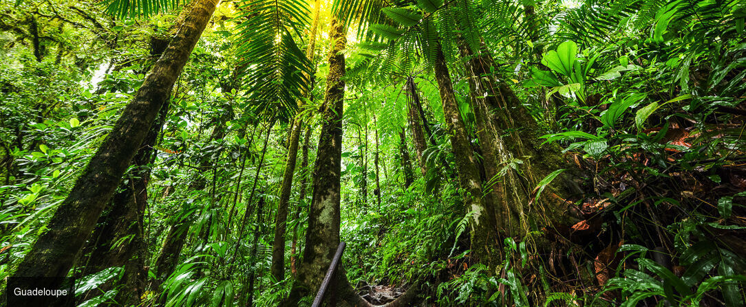 TropicAngel ECOLODGE de Charme - Lodge paradisiaque lové dans un écrin de nature luxuriante sur la Basse Terre de Guadeloupe. - Guadeloupe, France