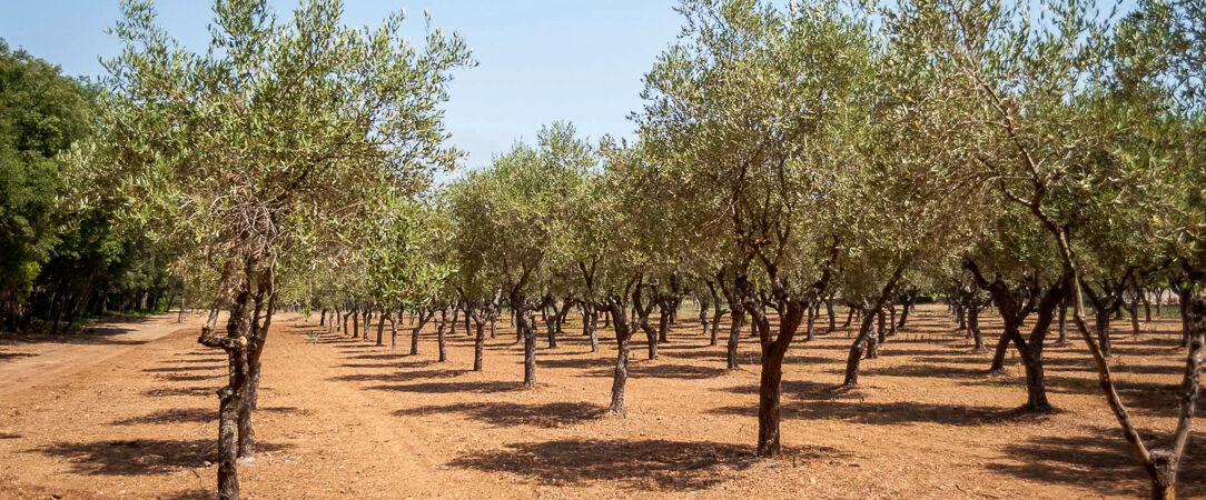 Villa Neviera Wine Resort & Spa - Relaxation and comfort in authentic Puglia. - Puglia, Italy