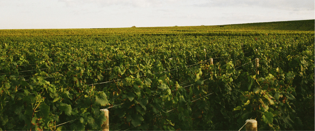 Bellevigne Bourgogne ★★★★ - Experience Burgundy's vineyards in luxurious comfort - Côte-d’Or, France