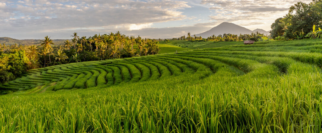 The Lovina Bali ★★★★ - Un refuge paisible entre mer et nature, au nord de Bali. - Bali, Indonesia