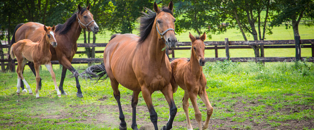 Domaine de Rymska & Spa - Relais & Châteaux ★★★★★ - Dernière Minute - Un séjour reposant, niché en plein cœur de la Bourgogne. - Bourgogne, France