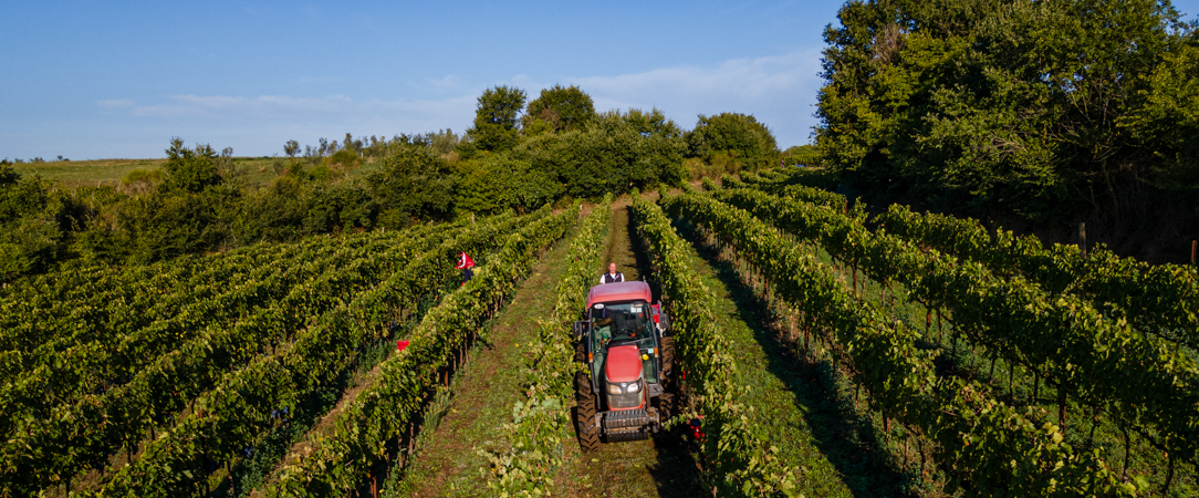 Il Podere di Marfisa ★★★★ - Entre vignes et collines bucoliques, une escapade italienne entre bien-être, confort et dégustations. - Viterbe, Italie