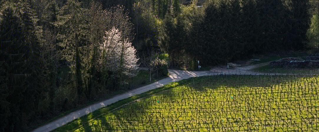 Hôtel Arnold ★★★★ - Séjour de charme au cœur d’un vignoble alsacien, entre douceur familiale, plaisir culinaire et détente. - Alsace, France