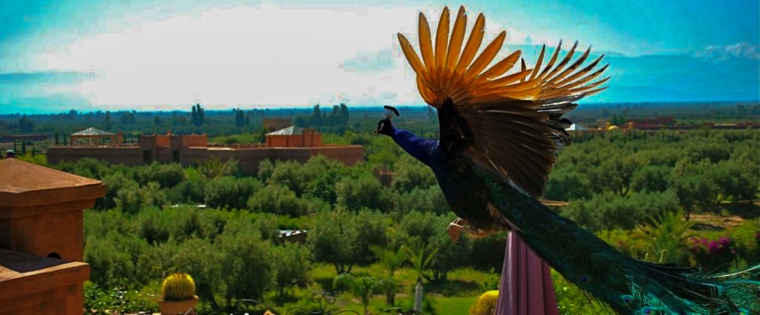 Riad Al Mendili Private Resort & Spa ★★★★ - Un riad élégant aux portes de Marrakech, entre palmiers, silence et douceur orientale. - Marrakech, Maroc