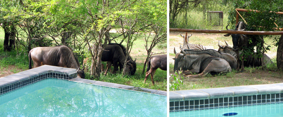 Mpumalanga, Afrique du Sud - Par Laura Howlett, correspondante de VeryChic - Mpumalanga, Af. du Sud