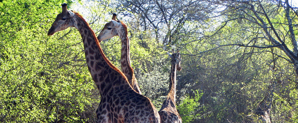 Mpumalanga, Afrique du Sud - Par Laura Howlett, correspondante de VeryChic - Mpumalanga, Af. du Sud