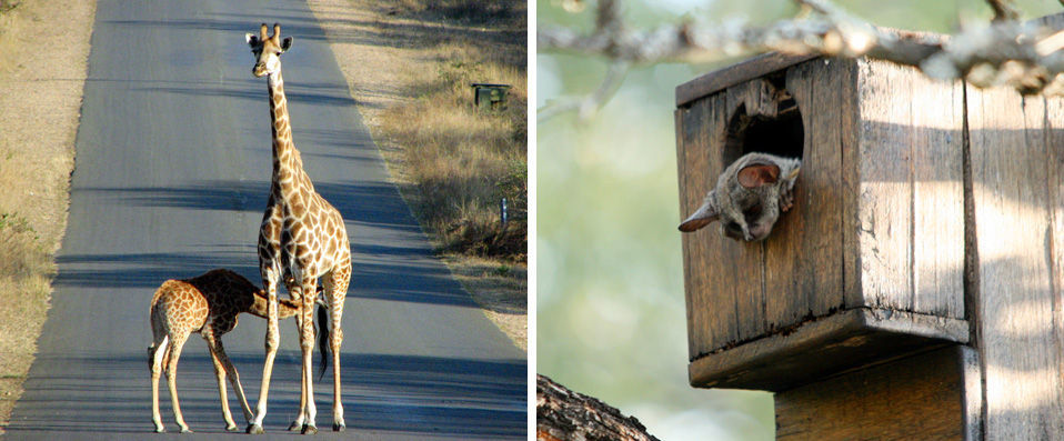 Mpumalanga, Afrique du Sud - Par Laura Howlett, correspondante de VeryChic - Mpumalanga, Af. du Sud
