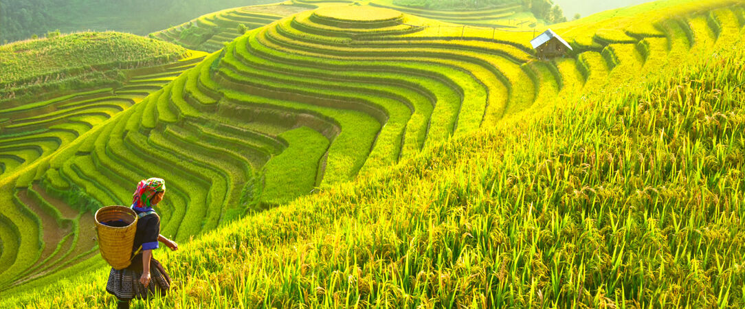 Circuit privatif : Sublime échappée au Vietnam avec extension plage en option - Une escapade au cœur des trésors vietnamiens, entre villes, plages et croisière. - Vietnam