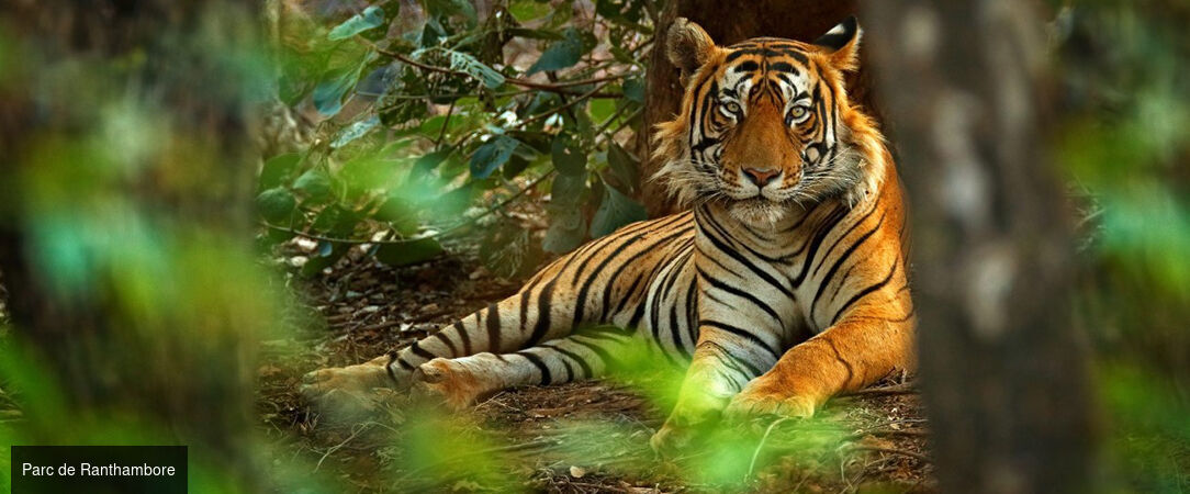 Circuit privatif : des Forts et temples du Rajasthan au Parc de Ranthambore et ses tigres -  - Inde