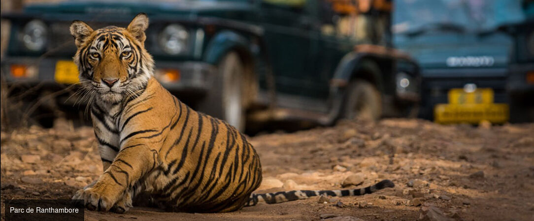 Circuit privatif : des Forts et temples du Rajasthan au Parc de Ranthambore et ses tigres -  - Inde