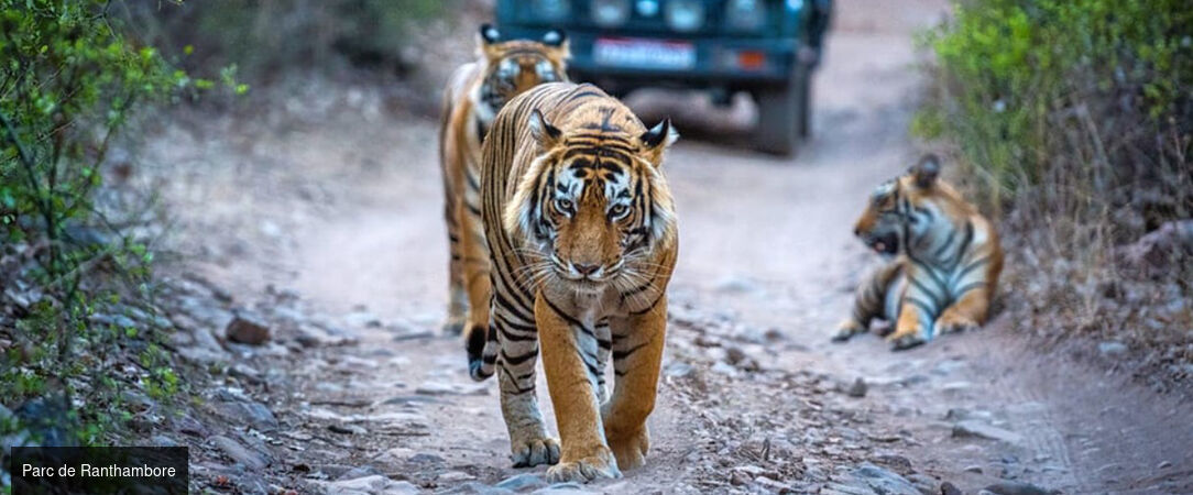 Circuit privatif : des Forts et temples du Rajasthan au Parc de Ranthambore et ses tigres -  - Inde