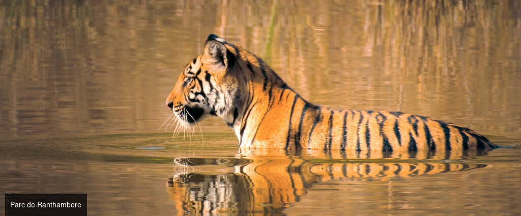 Des temples du Rajasthan aux tigres de Ranthambore -  - Inde