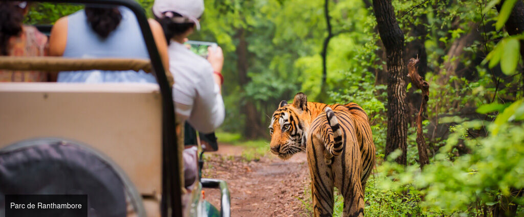Des temples du Rajasthan aux tigres de Ranthambore -  - Inde