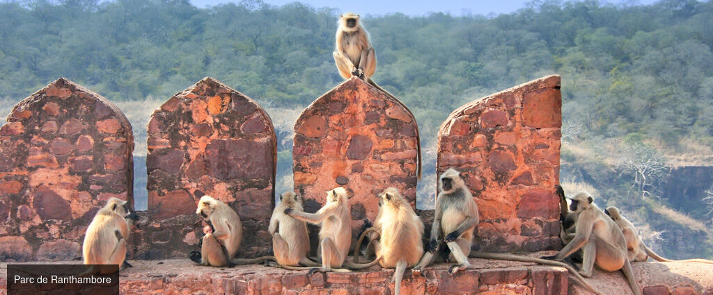 Des temples du Rajasthan aux tigres de Ranthambore -  - Inde